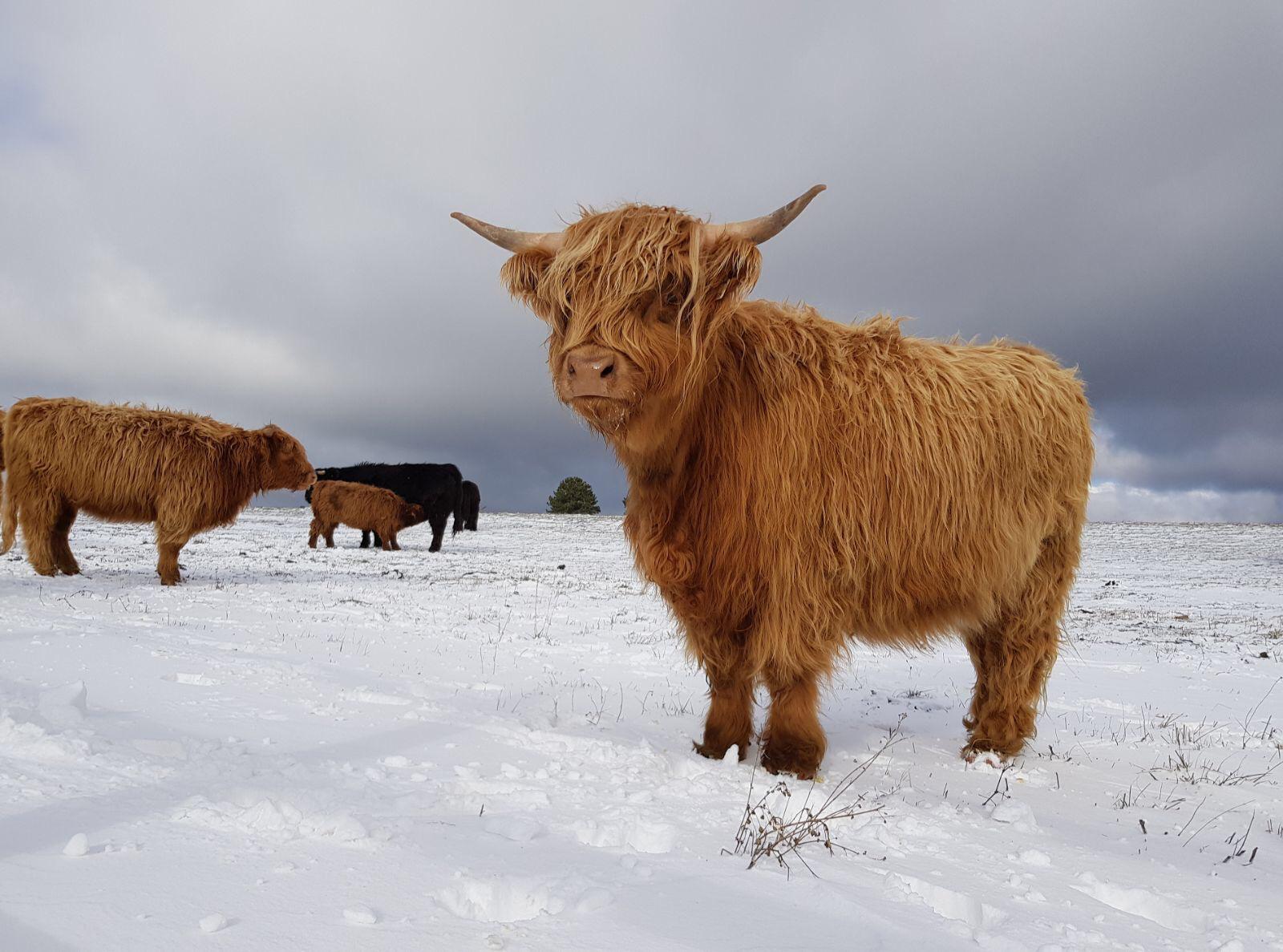 Bovini Highland - Carne marmorizzata
